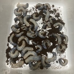 【D.H】ヘラクレスオオカブト　幼虫5匹の画像