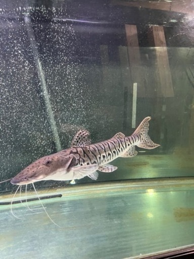 タイガーシャベルノーズキャット　55センチ