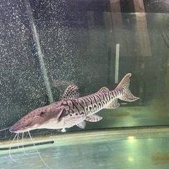 タイガーシャベルノーズキャット　55センチ