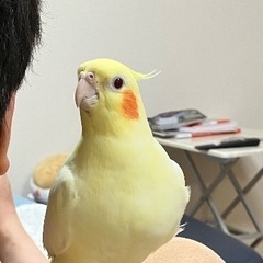 オカメインコ　白色多めのルチノー　１歳