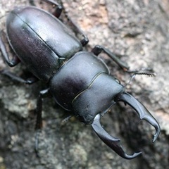 クワガタ採集仲間募集！