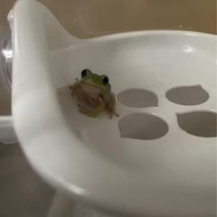 イエアメガエルの画像