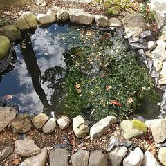 アナカリス  金魚藻の画像