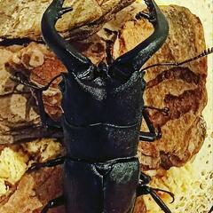 7/17(月)＊クワガタ＊カブトムシ300円〜＊ロードプラザ倉敷＊直売中の画像