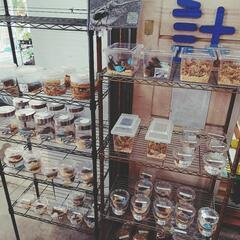 7/17(月)＊クワガタ＊カブトムシ300円〜＊ロードプラザ倉敷＊直売中の画像