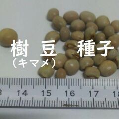 （送料込）キマメ種子 ５ｇ（約３０粒）　樹豆、木豆