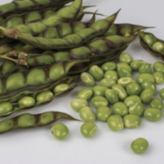 （送料込）キマメ種子 ５ｇ（約３０粒）　樹豆、木豆の画像