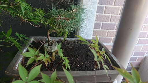 盆栽小（鉢つき）