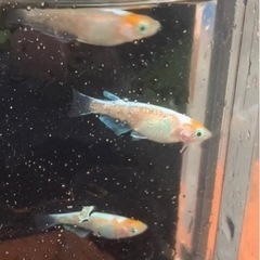 三色体外光（丹頂柄）若魚　2ペア