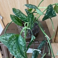 スキンダプサス　観葉植物　ポトス  アイビーの画像