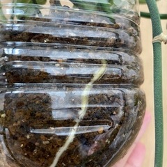 スキンダプサス　観葉植物　ポトス  アイビーの画像