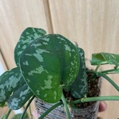 スキンダプサス　観葉植物　ポトス  アイビーの画像