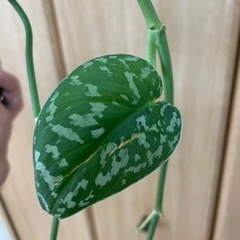 スキンダプサス　観葉植物　ポトス  アイビーの画像
