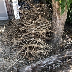 キャンプファイヤー用の薪を無料です。の画像