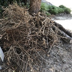 キャンプファイヤー用の薪を無料です。の画像