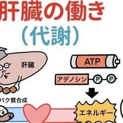 肝揉みダイエットしませんか？