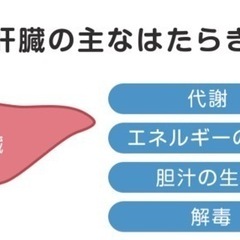 肝揉みダイエットしませんか？の画像