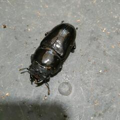国産オオクワガタ 極太血統  1♂2♀③の画像