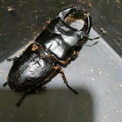 国産オオクワガタ 極太血統  1♂2♀③の画像