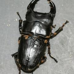国産オオクワガタ 極太血統  1♂2♀③の画像