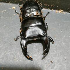 国産オオクワガタ 極太血統  1♂2♀③