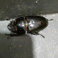 国産オオクワガタ 極太血統  1♂2♀③の画像