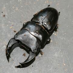 国産オオクワガタ 極太血統1♂2♀⑧