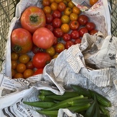 ［ただいま販売中］農薬不使用、化学肥料不使用のこだわり野菜販売(規格外品) - イベント