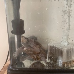 スティングポット