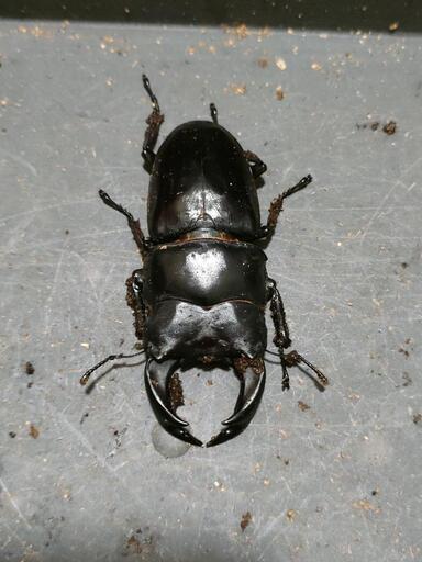 国産オオクワガタ 極太血統1♂2♀①
