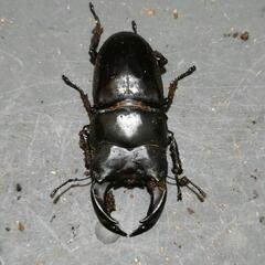 国産オオクワガタ 極太血統1♂2♀①