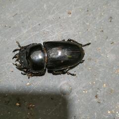 国産オオクワガタ 極太血統1♂2♀①の画像