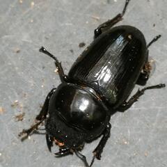 国産オオクワガタ 極太血統1♂2♀①の画像