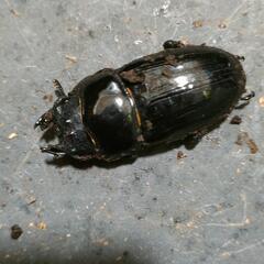 国産オオクワガタ 極太血統1♂2♀⑨の画像