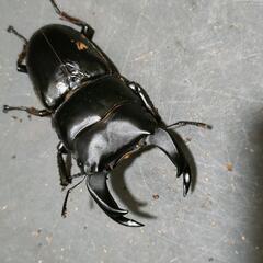 国産オオクワガタ 極太血統1♂2♀⑨の画像