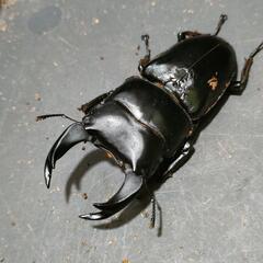 国産オオクワガタ 極太血統1♂2♀⑨