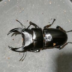 国産オオクワガタ 極太血統1♂2♀⑨の画像