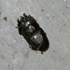 国産オオクワガタ 極太血統1♂2♀⑨の画像