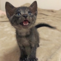 子猫の里親募集中♡(๑♡ᴗ♡๑)ブラック(_ˊᗜˋ)_ﾀﾝｯ!です - 猫