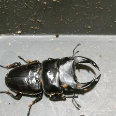 国産オオクワガタ 極太血統1ペア⑥