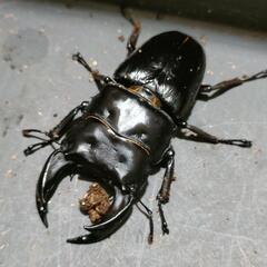 国産オオクワガタ 極太血統1ペア②