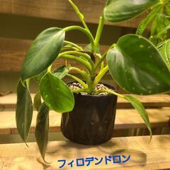 ☆観葉植物☆(取り引き者が決定しました)
