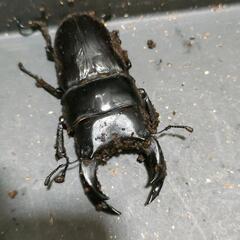 国産オオクワガタ 極太血統1ペア⑦