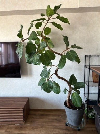 ★観葉植物★ アフリカンプリンス　2m