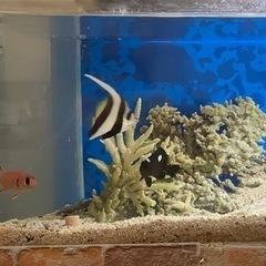 観賞魚の海水魚8匹　ハタタテ、ミツボシクロスズメ、アカマツカサ、...