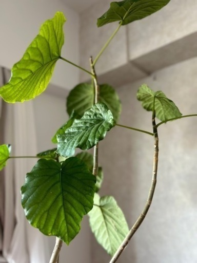 ★観葉植物★ ウンベラータ
