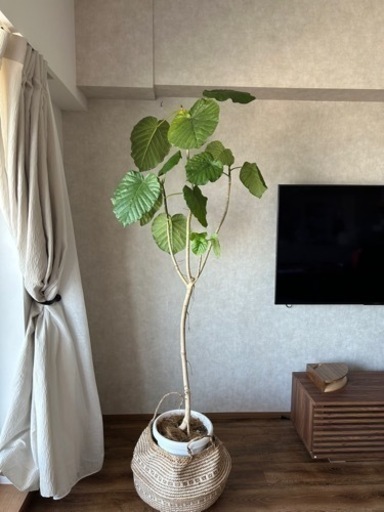 ★観葉植物★ ウンベラータ