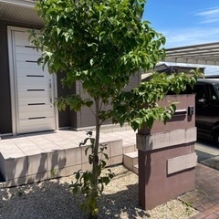 ハナミズキ白　約2メートル