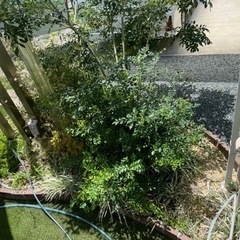 シマトネリコ