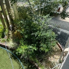 シマトネリコの画像